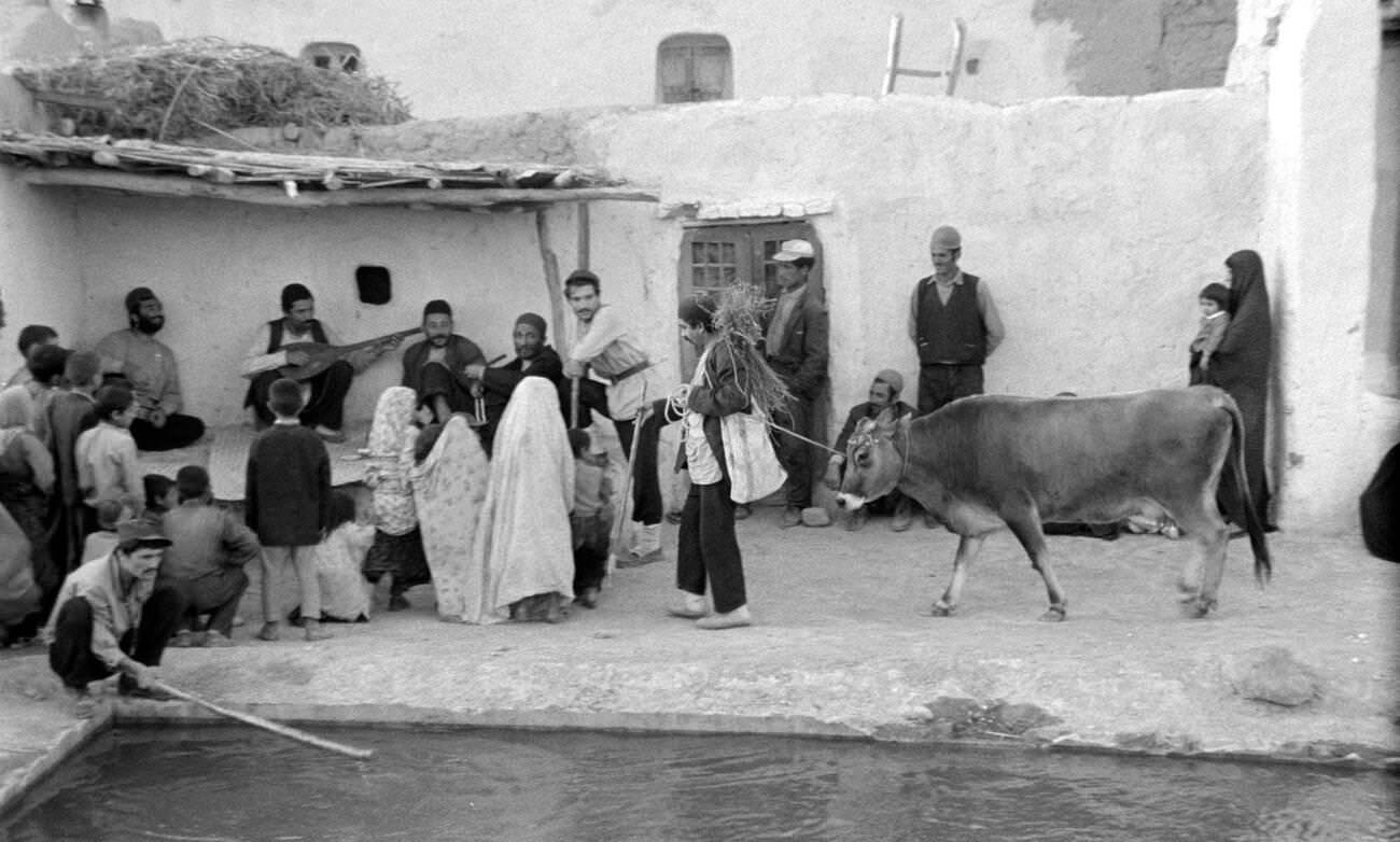 "Gaav" (The Cow Year), a 1968 Iranian film directed by Dariush Mehrjui, starring Ezzatollah Entezami.