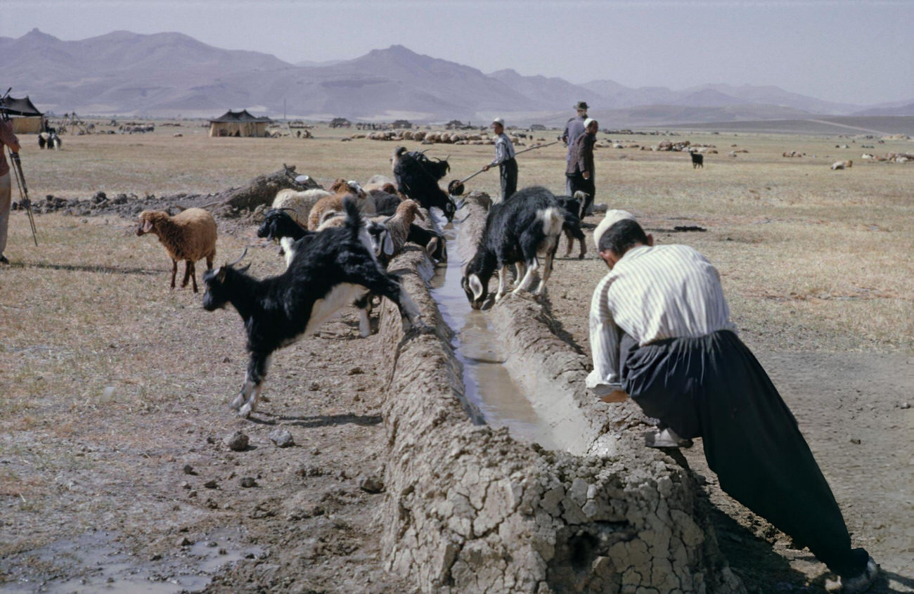 Farmers and laborers tending to and repairing an irrigation canal in Kurdistan, Iran, 1960s.