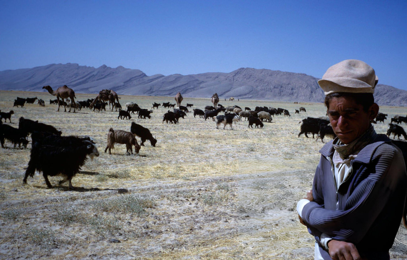 A man standing with his arms crossed in front of a herd of goats and camels in Iran, 1969.