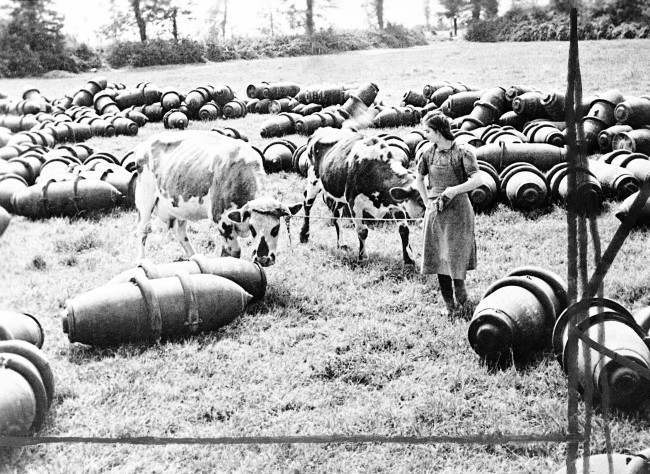 A French dairymaid leads her cows across a meadow filled with R.A.F., 1,000 lb, bombs in Normandy, France, 1944.