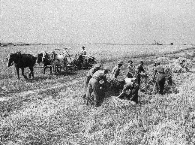 Harvesting has been in full swing in Normandy, and in spite of the war a good harvest was anticipated. Reapers everywhere, cutting the wheat in the midst of all kinds of machines of war, have carried on. British soldiers, off duty, have in many instances helped with the harvesting. The Germans had put barbed wire in abundance through the crops. The wire had to be carefully cleared away before the reapers could begin. General view of reapers at work with British soldiers helping French farmers in France, 1944.