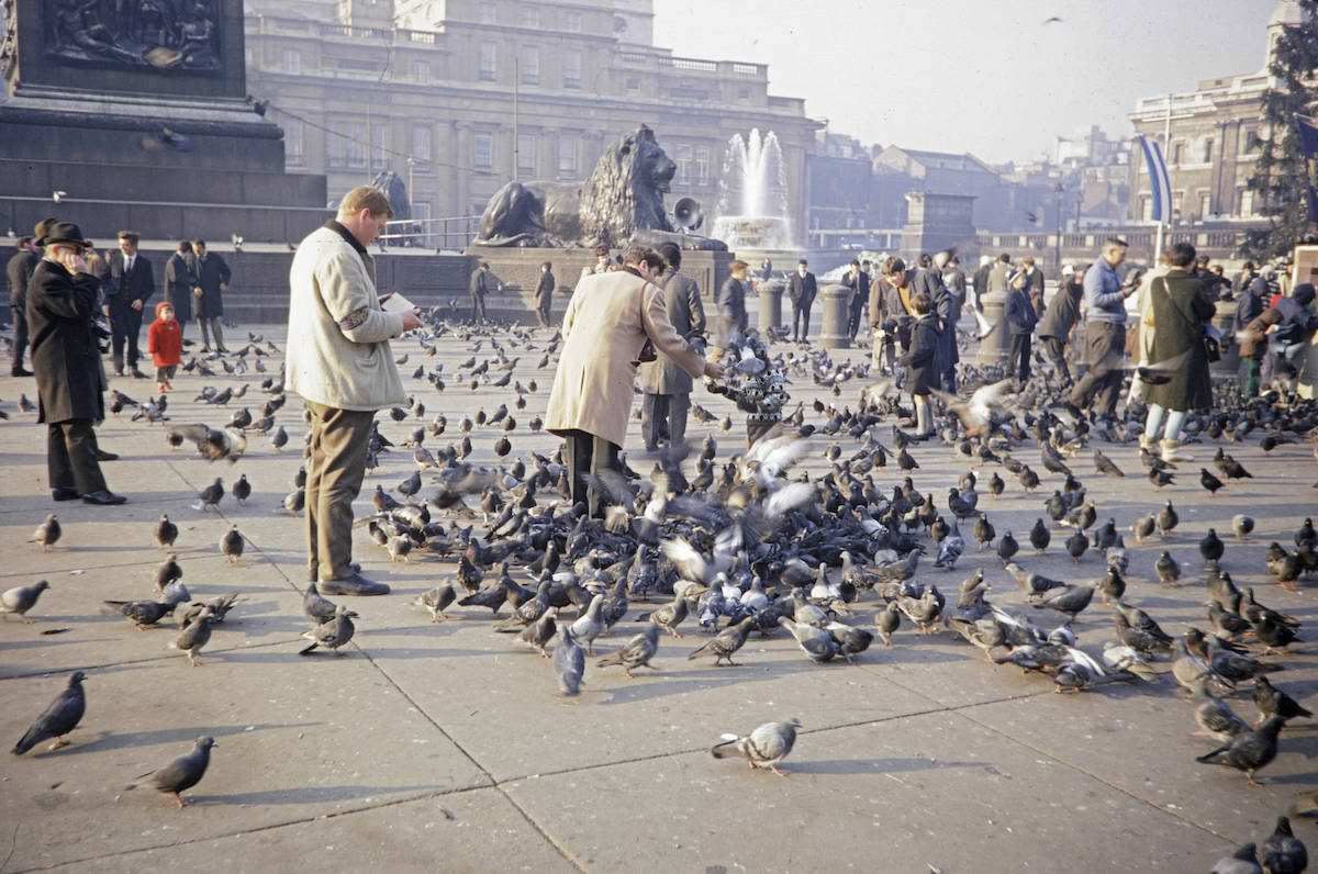 When Pigeons Took Flight: Vintage Photos Capture the Magic of Feeding Birds on Trafalgar Square in 1967