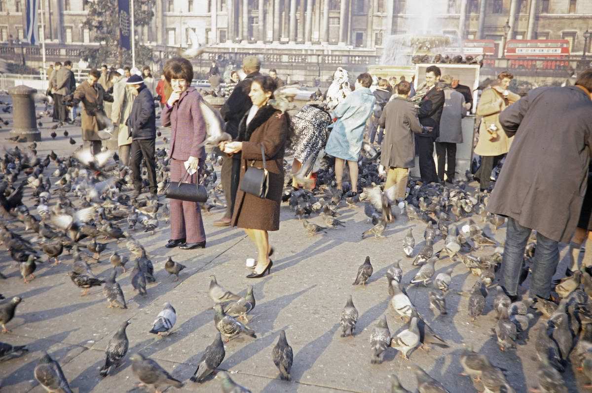 When Pigeons Took Flight: Vintage Photos Capture the Magic of Feeding Birds on Trafalgar Square in 1967