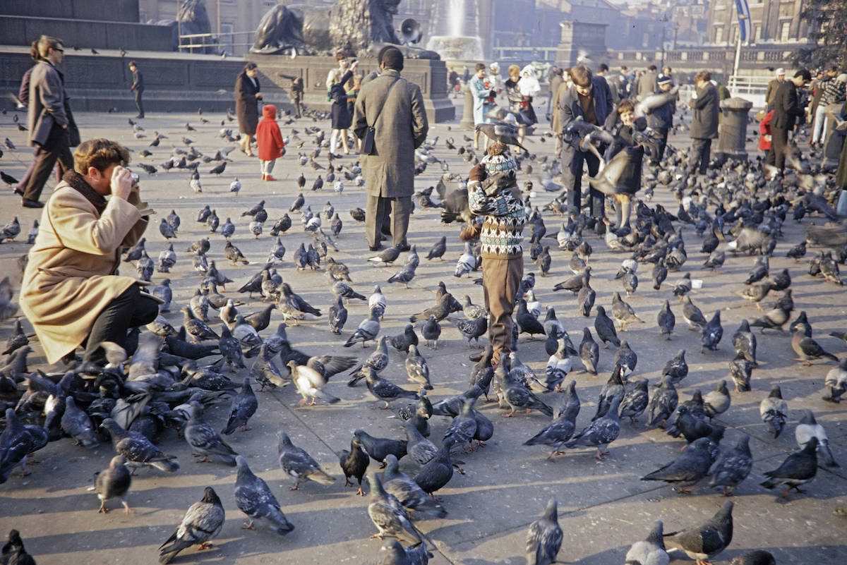 When Pigeons Took Flight: Vintage Photos Capture the Magic of Feeding Birds on Trafalgar Square in 1967