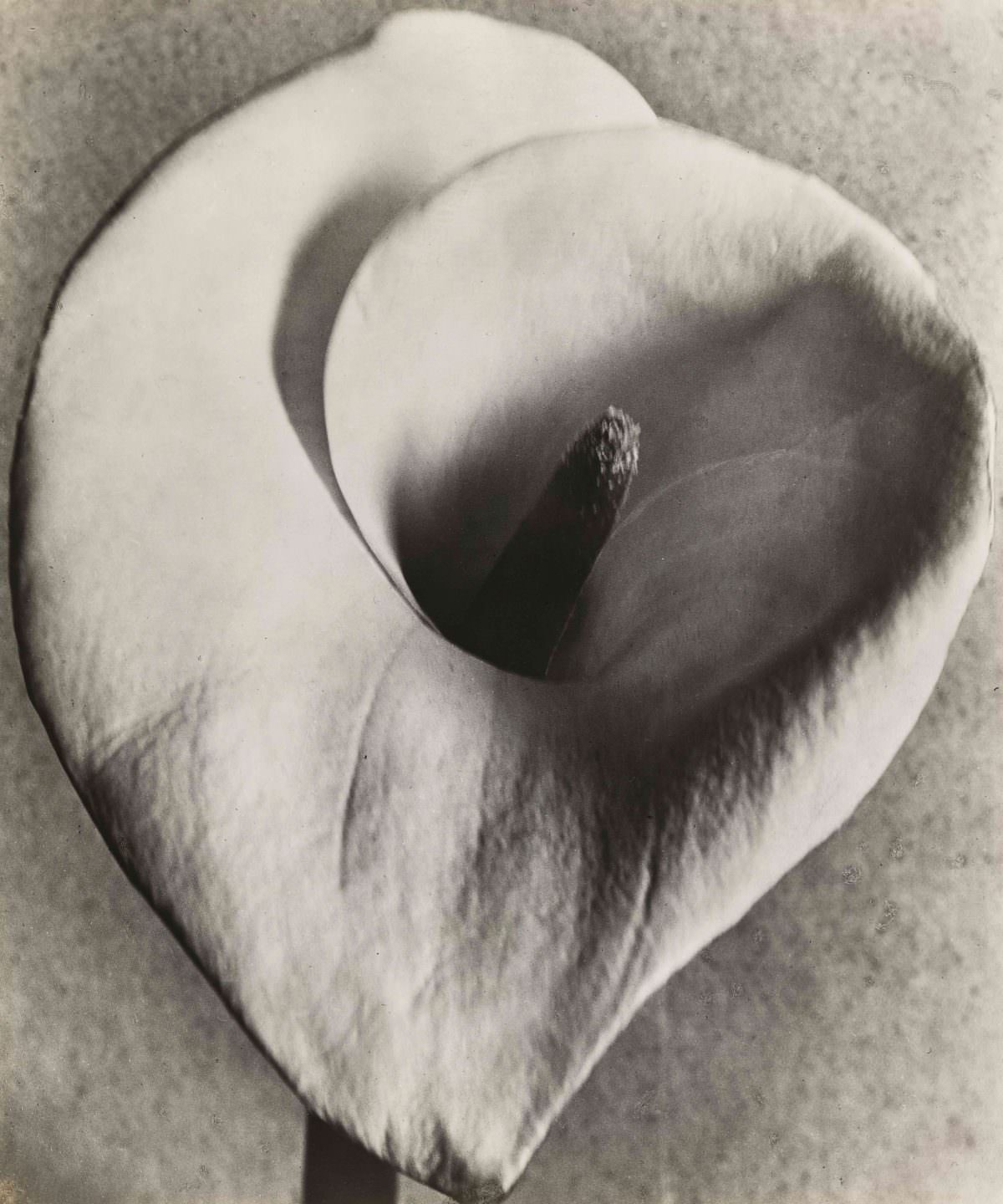 Calla Lily, 1924-26