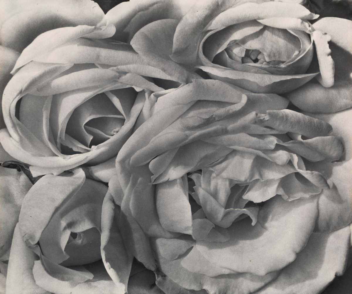 Roses, Mexico, 1924 – Buy Tina Modotti Prints