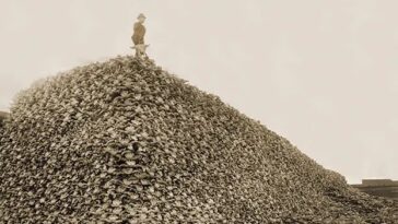 Bison Extermination 19th Century America