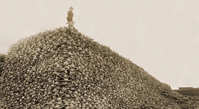 Bison Extermination 19th Century America