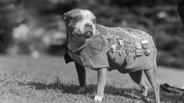 The Incredible True Stories of Famous Dogs Throughout History Who Went Above and Beyond for Their Humans