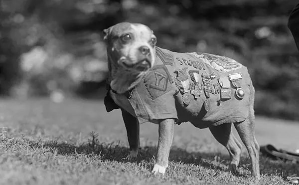 The Incredible True Stories of Famous Dogs Throughout History Who Went Above and Beyond for Their Humans