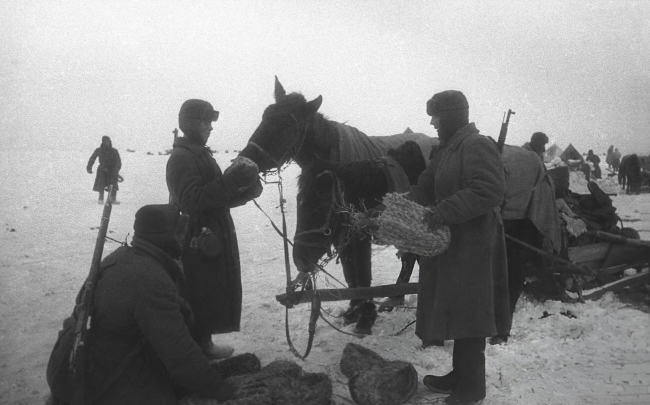 Red Army soldiers stopping to feed their horses captured German 'boots', 1942.