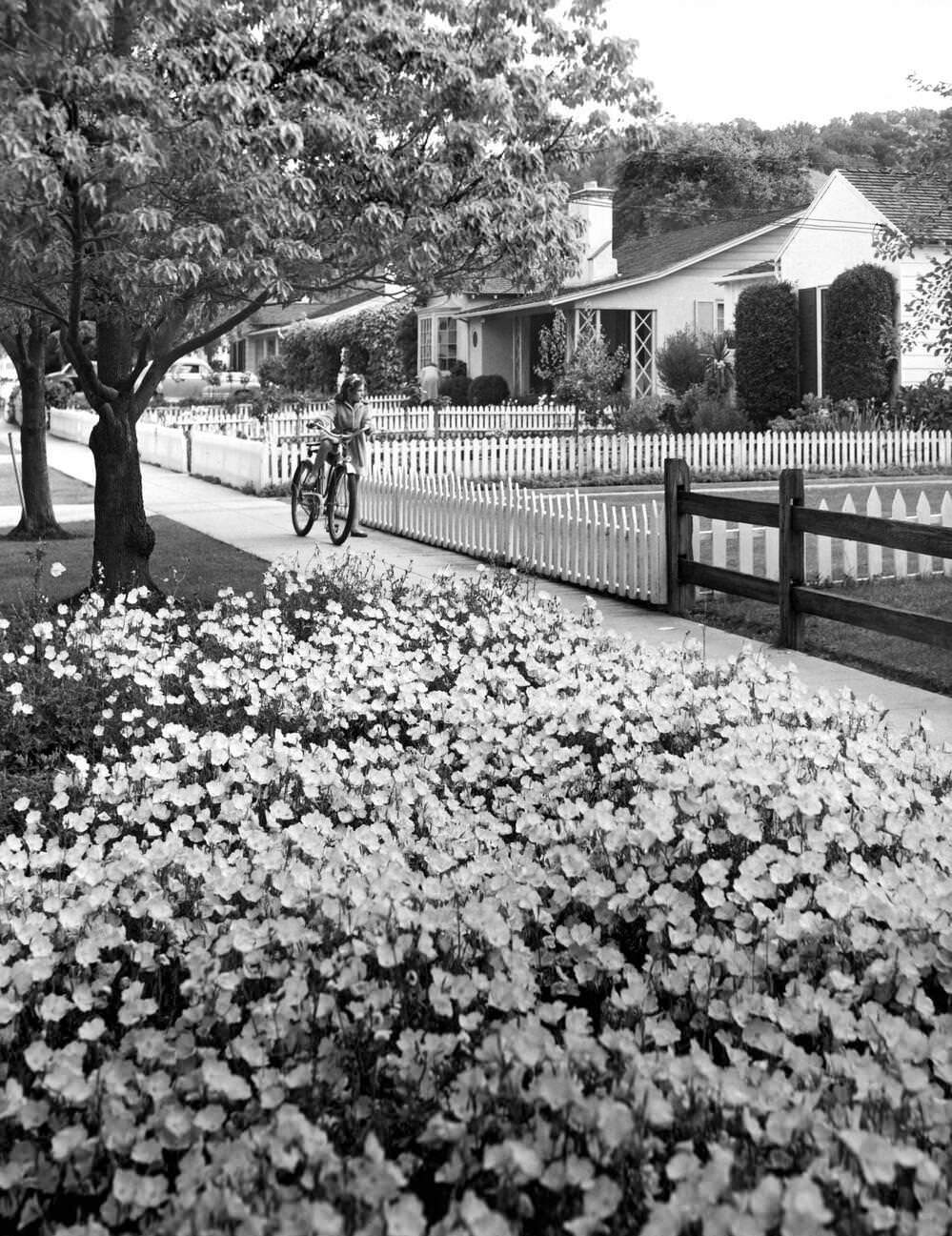 Residential middle class homes with picket fences in Hollywood, California, 1950.