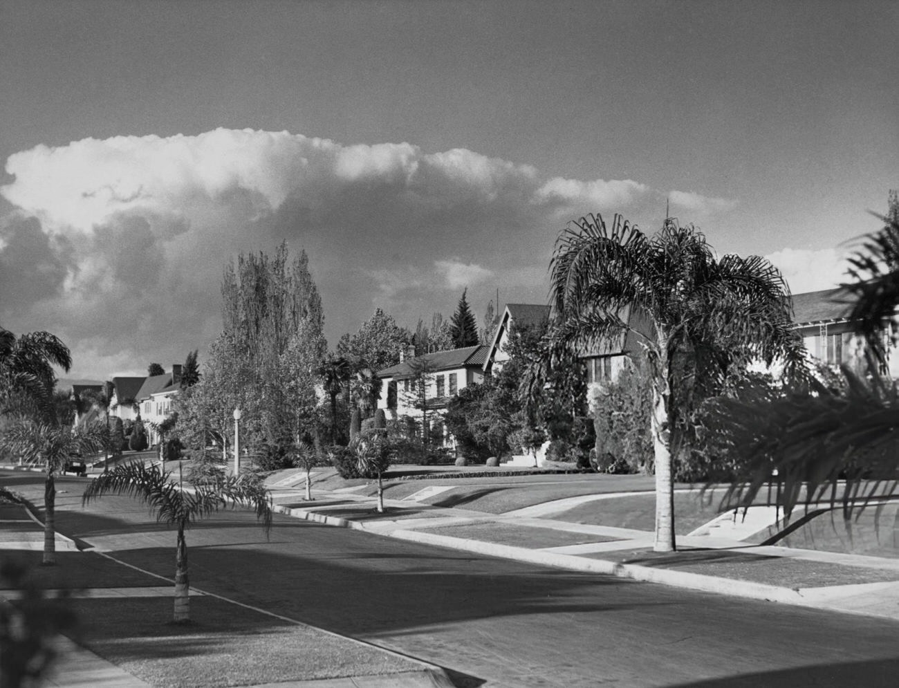 A palm tree-lined street in Hollywood, California, 1955.