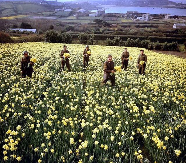 Daffodil pickers, March 1943