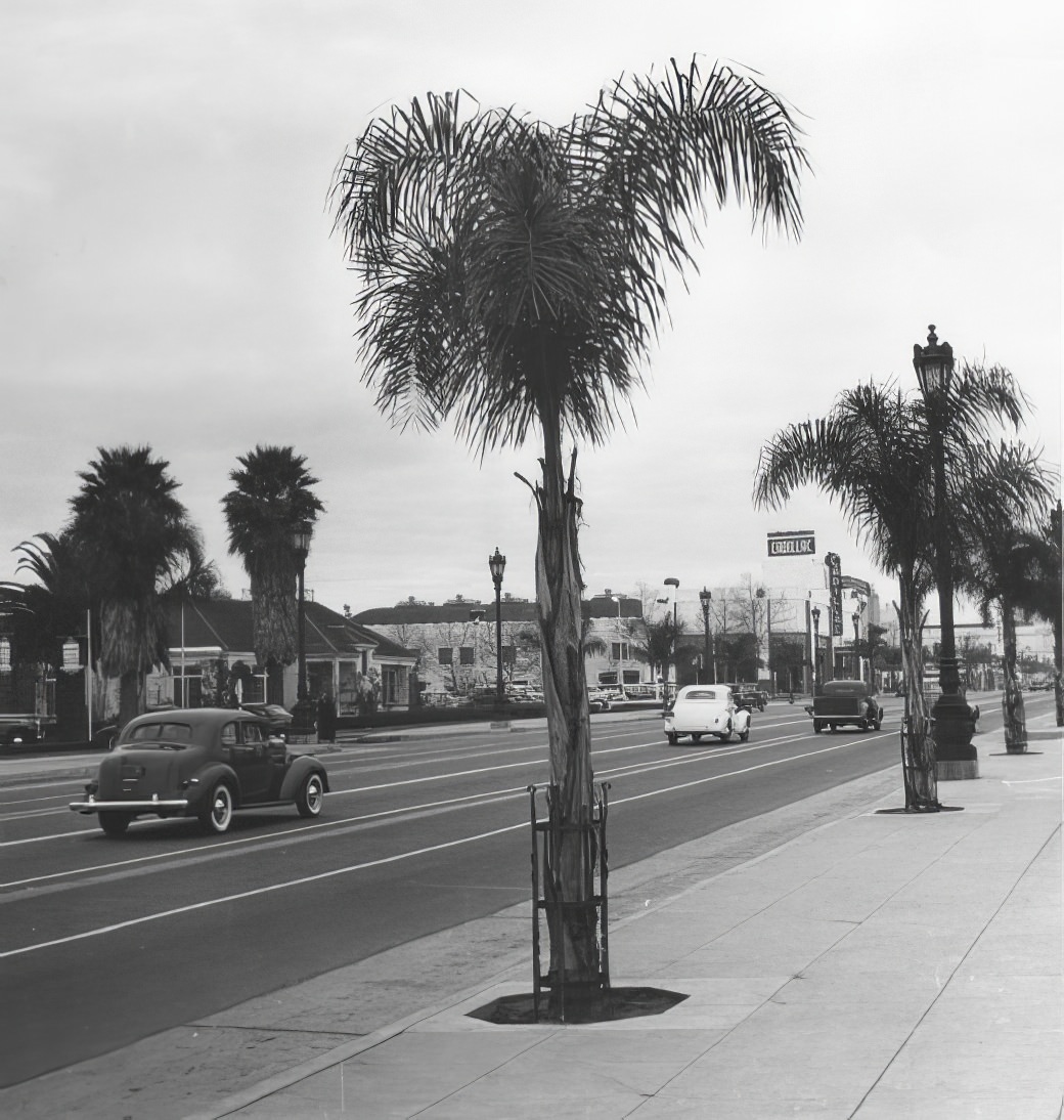 A City in Motion: Ansel Adams' Photos Capture the Energy of 1940s Los Angeles