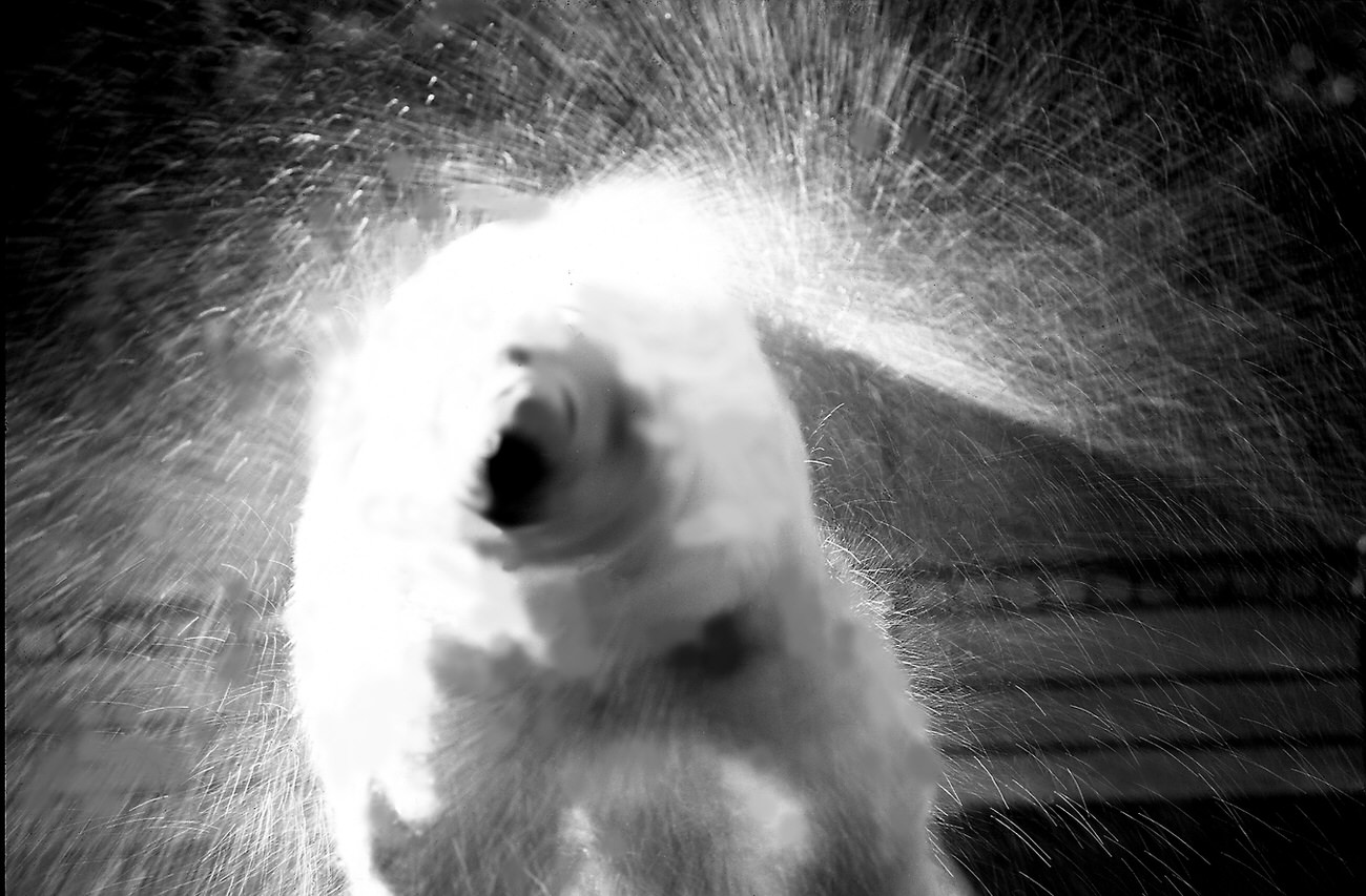 Wet polar bear, 2011.