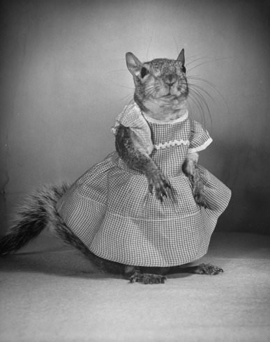 Tommy Tucker, the Dapper Squirrel: A 1940s Fashion Icon with a Nutty Sense of Style