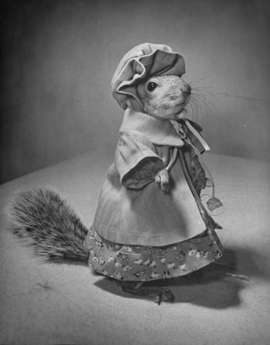 Tommy Tucker, the Dapper Squirrel: A 1940s Fashion Icon with a Nutty Sense of Style