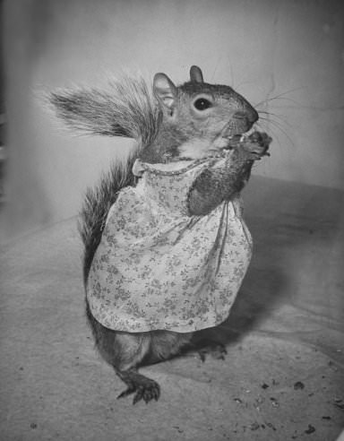 Tommy Tucker, the Dapper Squirrel: A 1940s Fashion Icon with a Nutty Sense of Style