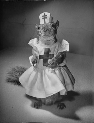 Tommy Tucker, the Dapper Squirrel: A 1940s Fashion Icon with a Nutty Sense of Style