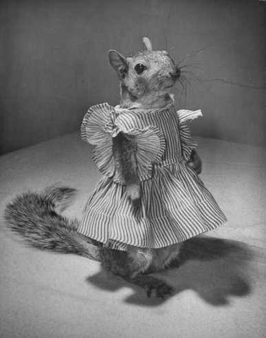 Tommy Tucker, the Dapper Squirrel: A 1940s Fashion Icon with a Nutty Sense of Style