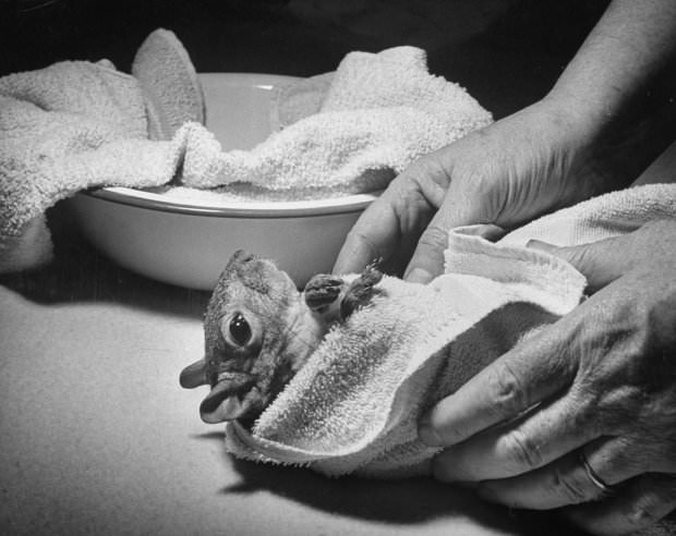 Tommy Tucker, the Dapper Squirrel: A 1940s Fashion Icon with a Nutty Sense of Style