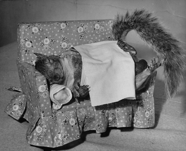 Tommy Tucker, the Dapper Squirrel: A 1940s Fashion Icon with a Nutty Sense of Style