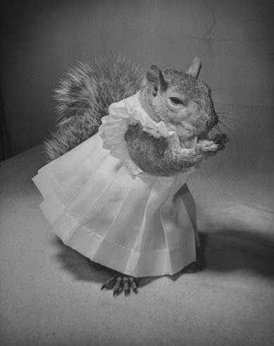 Tommy Tucker, the Dapper Squirrel: A 1940s Fashion Icon with a Nutty Sense of Style