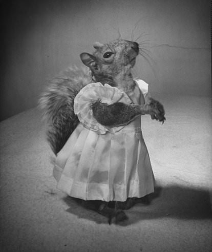 Tommy Tucker, the Dapper Squirrel: A 1940s Fashion Icon with a Nutty Sense of Style