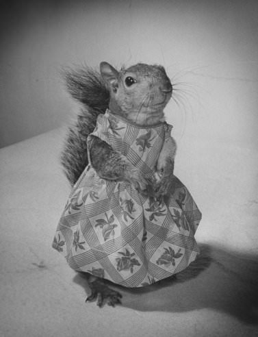 Tommy Tucker, the Dapper Squirrel: A 1940s Fashion Icon with a Nutty Sense of Style