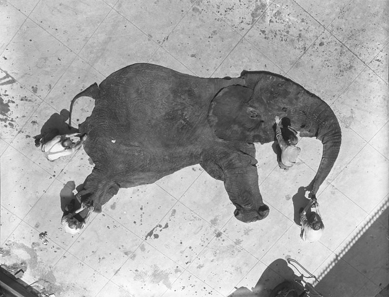 Museum staff cleaning elephant skin