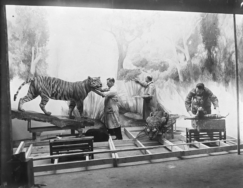 Museum staff painting background and mounting animals for Tiger Group, Asian Hall