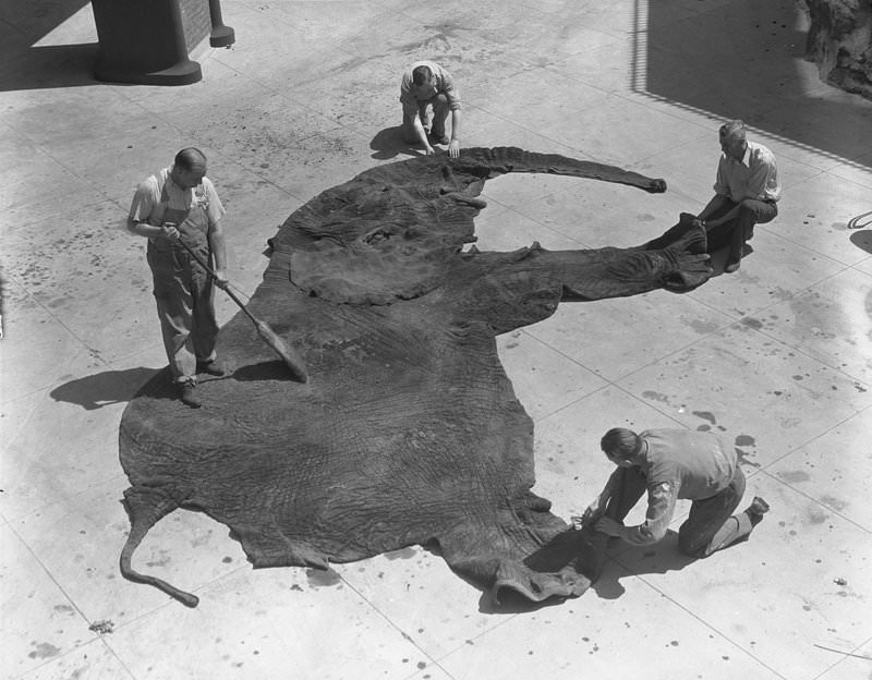 Museum staff cleaning elephant skin