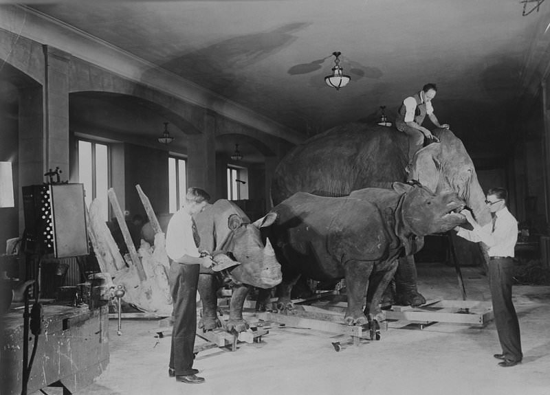 Museum staff mounting Rhinoceros and Indian Elephant