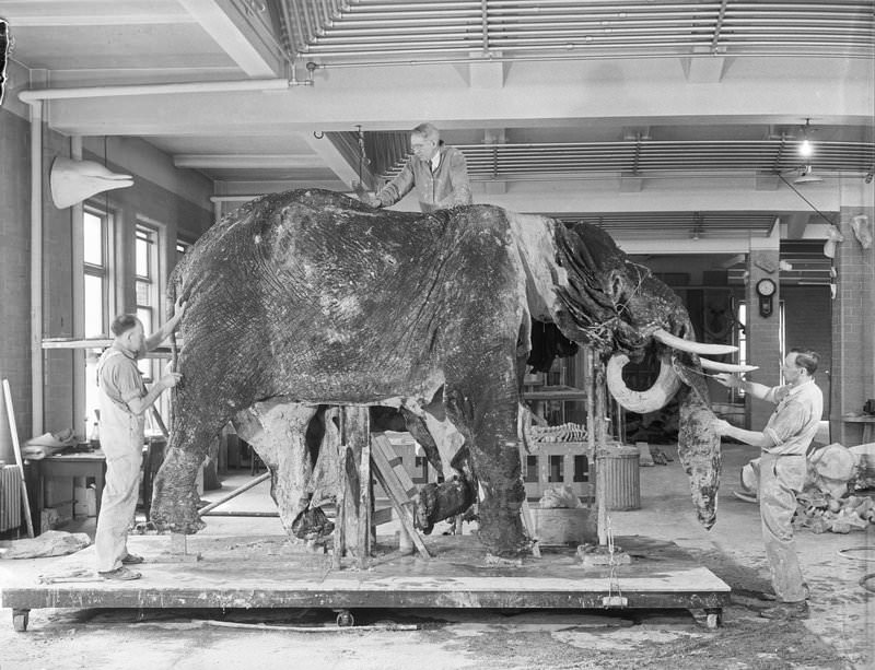 Museum staff mounting Elephant, Fifth Floor Preparation