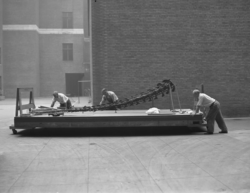 Museum staff moving Brontosaurus skeleton