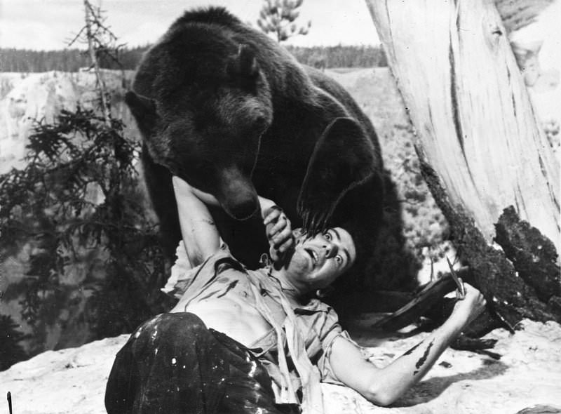 Posed Grizzly Bear attack during construction of Grizzly Bear Group