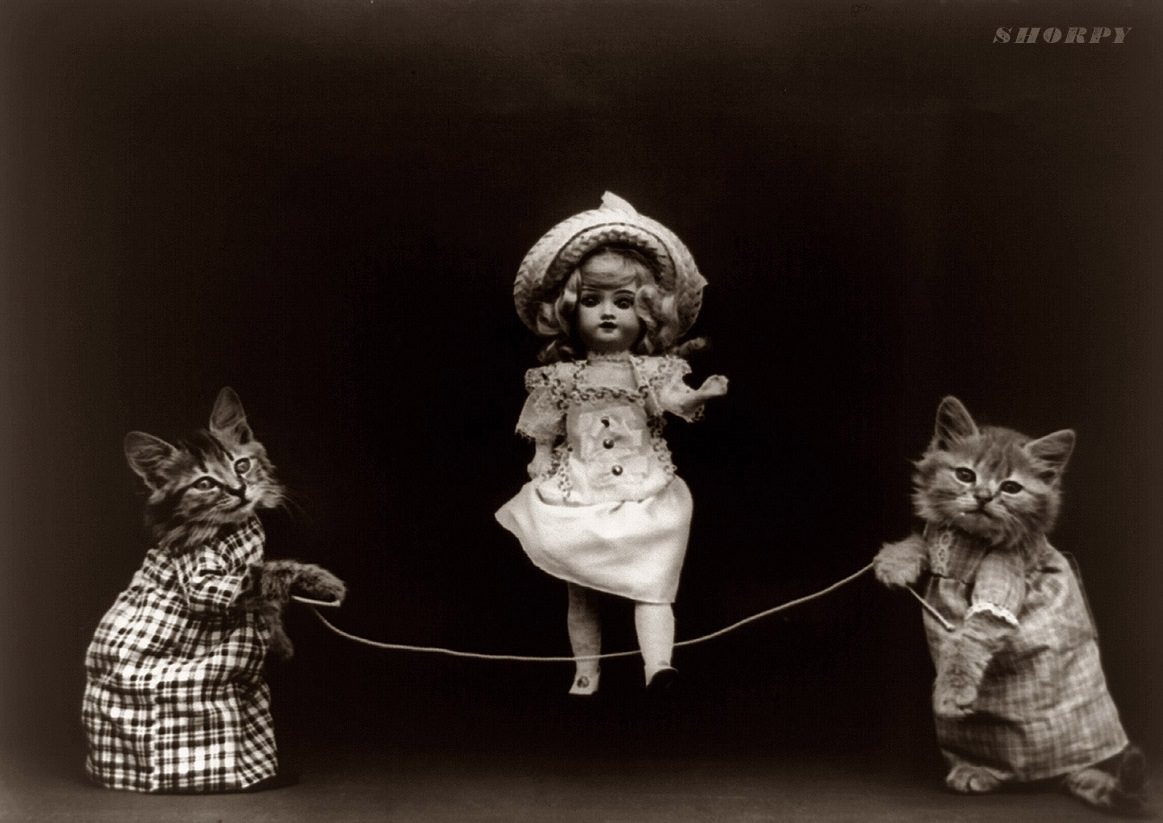 The Brighton Cats: Harry Pointer's Hilarious Feline Photography from the Late 1800s