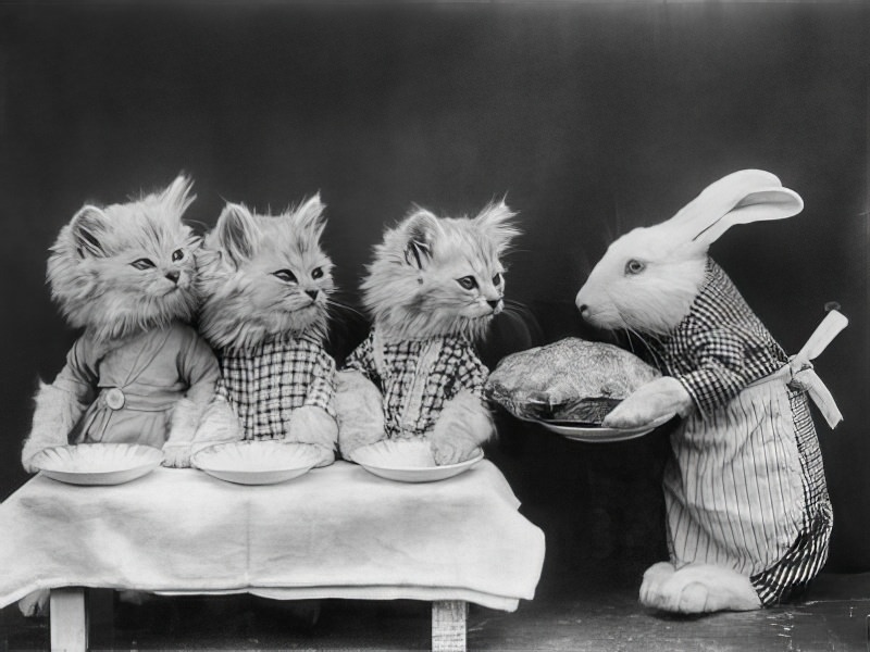 The Brighton Cats: Harry Pointer's Hilarious Feline Photography from the Late 1800s