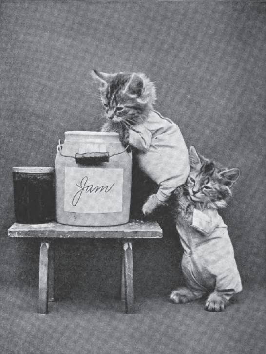 The Brighton Cats: Harry Pointer's Hilarious Feline Photography from the Late 1800s