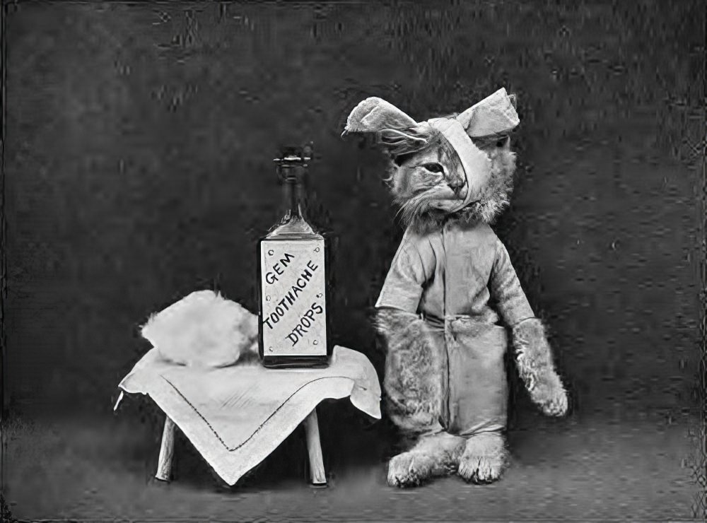 The Brighton Cats: Harry Pointer's Hilarious Feline Photography from the Late 1800s