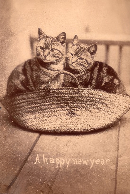 The Brighton Cats: Harry Pointer's Hilarious Feline Photography from the Late 1800s