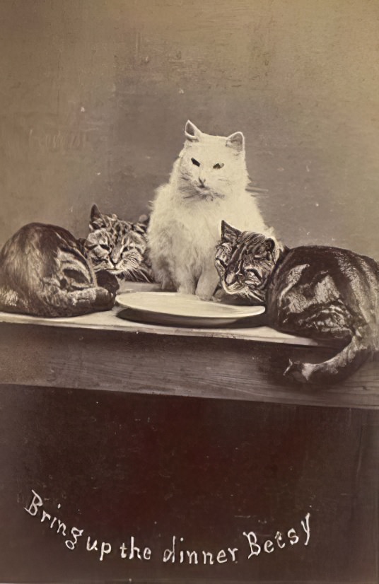 The Brighton Cats: Harry Pointer's Hilarious Feline Photography from the Late 1800s