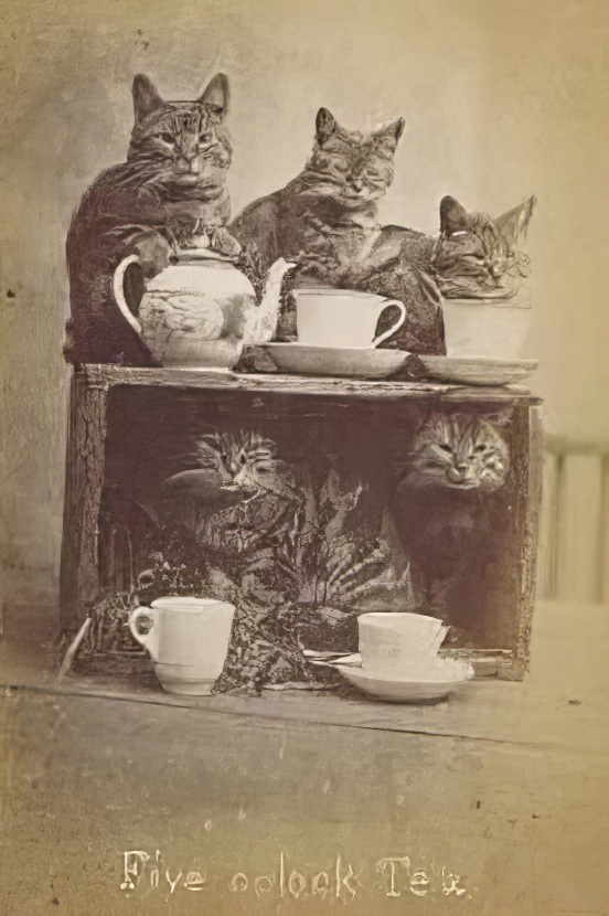 The Brighton Cats: Harry Pointer's Hilarious Feline Photography from the Late 1800s