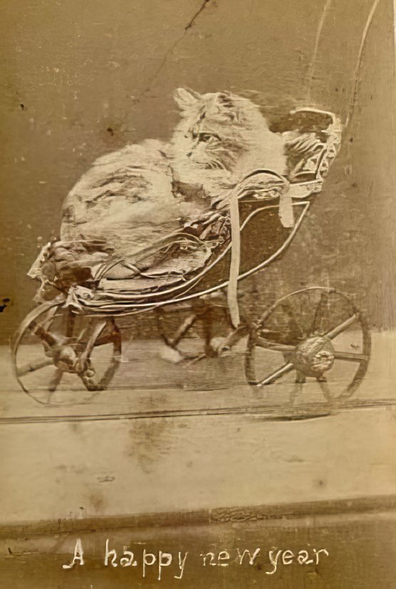 The Brighton Cats: Harry Pointer's Hilarious Feline Photography from the Late 1800s