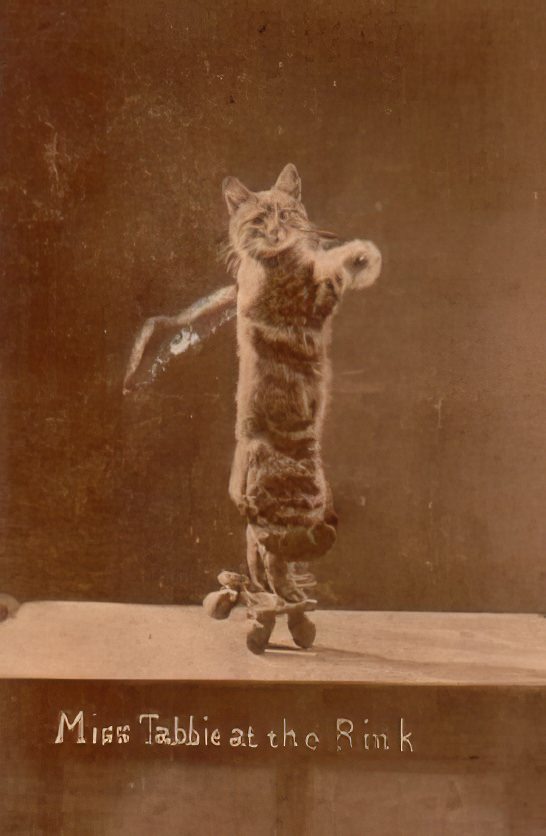 The Brighton Cats: Harry Pointer's Hilarious Feline Photography from the Late 1800s