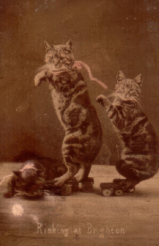 The Brighton Cats: Harry Pointer's Hilarious Feline Photography from the Late 1800s