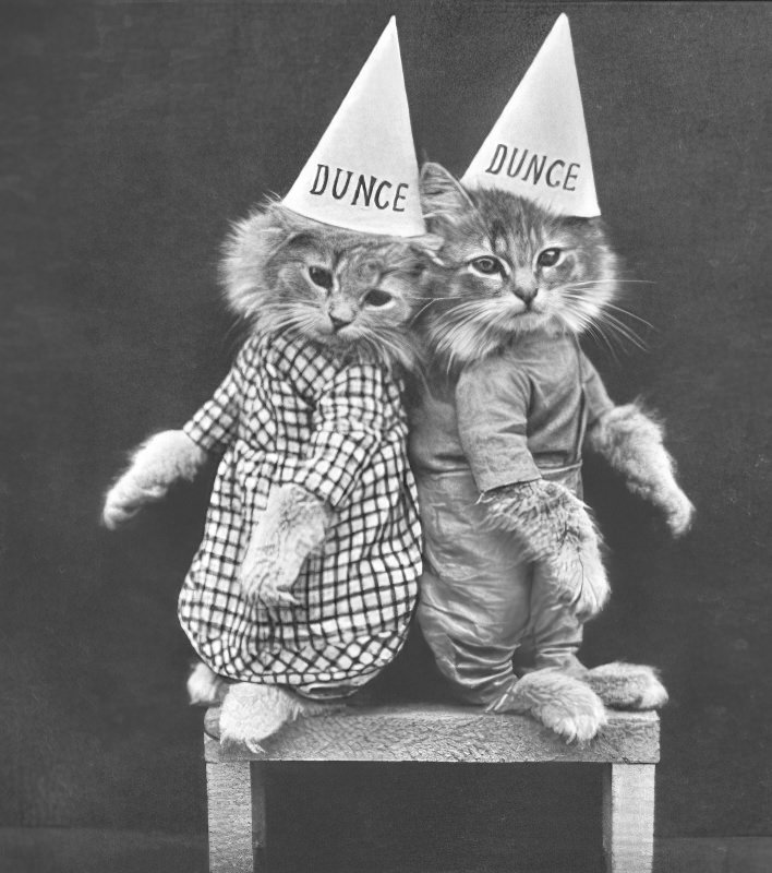 The Brighton Cats: Harry Pointer's Hilarious Feline Photography from the Late 1800s