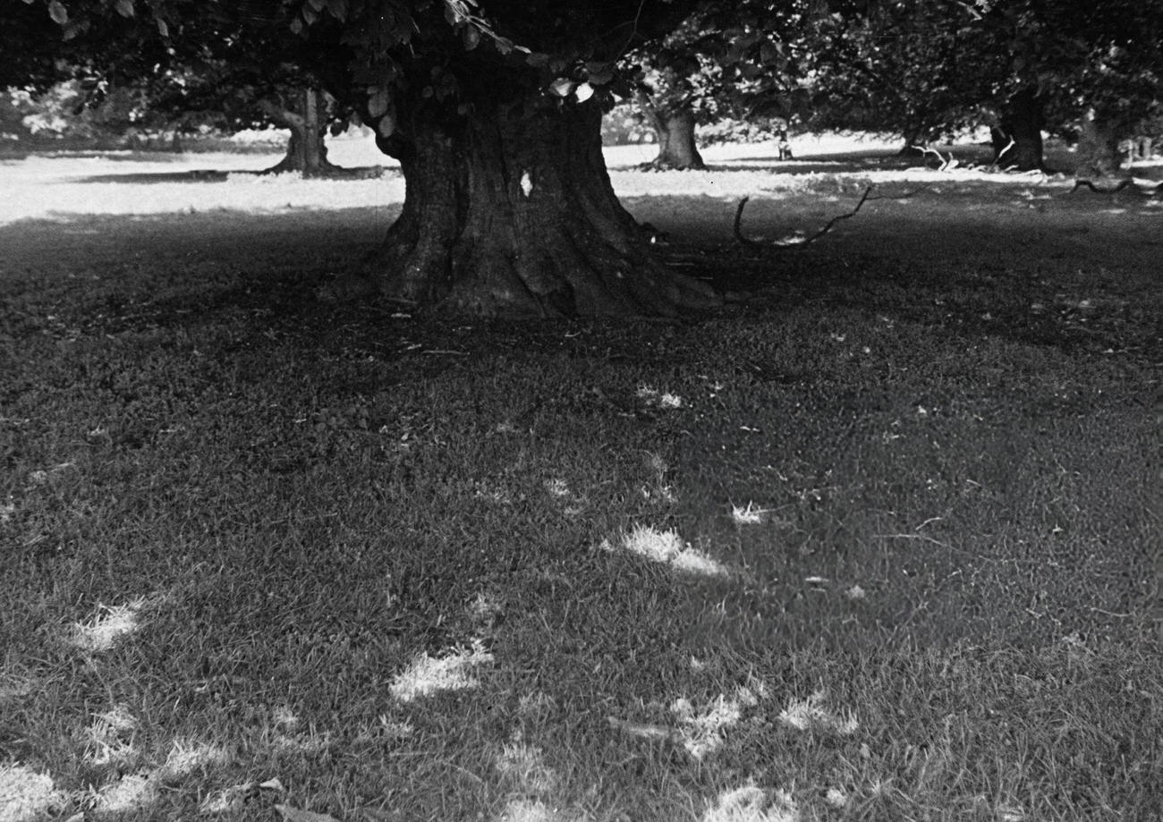 Klampenborg Zoo's old oak tree, 1934