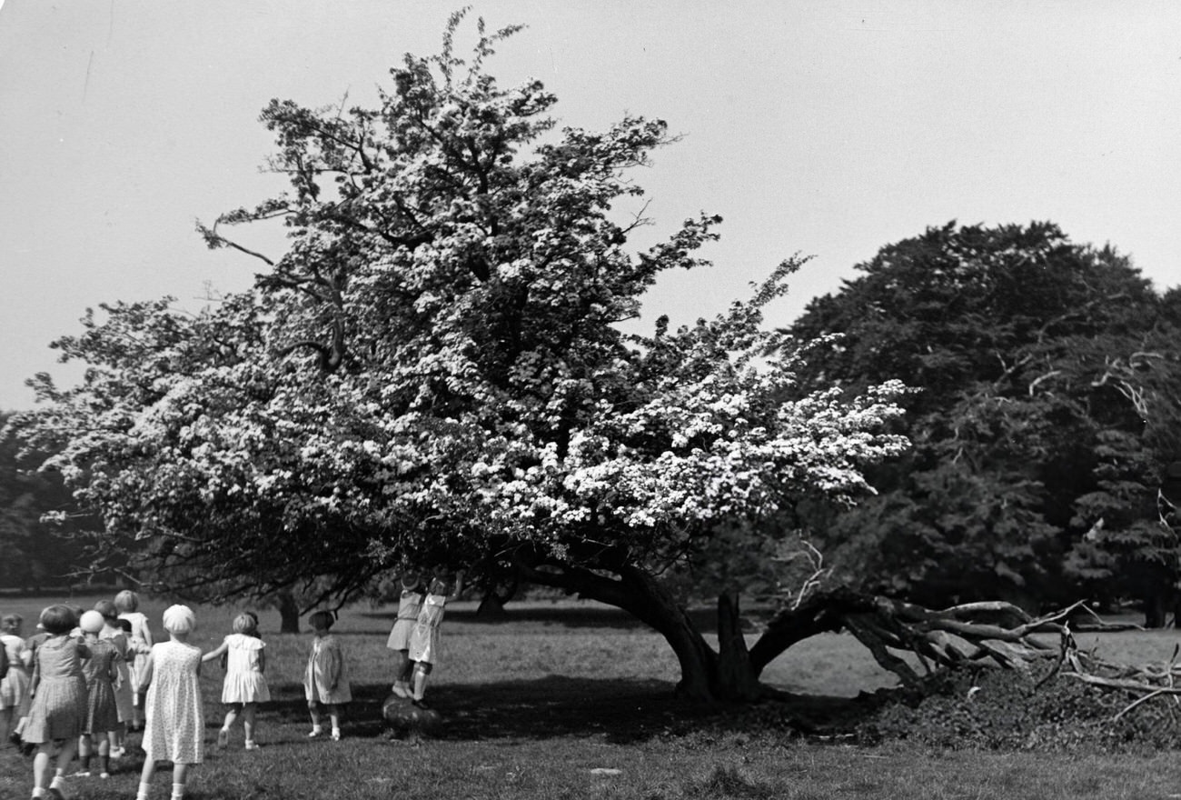 Klampenborg Zoo's blossoming hawthorn, 1934